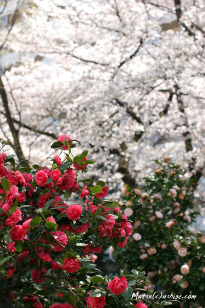桜、椿