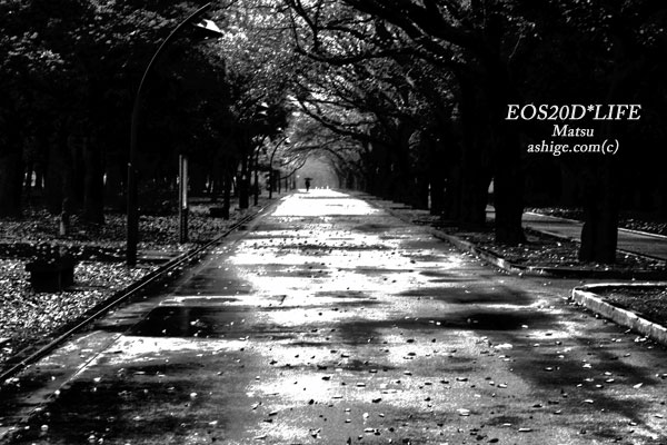 EOS20D*LIFE   2013