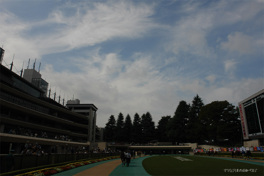 2014 東京競馬場