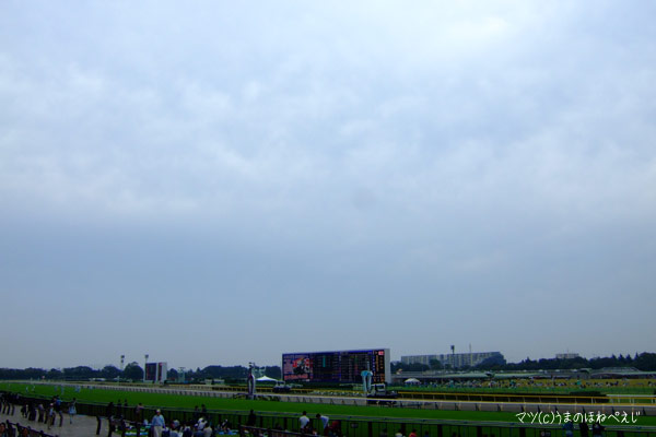 2015 東京競馬場